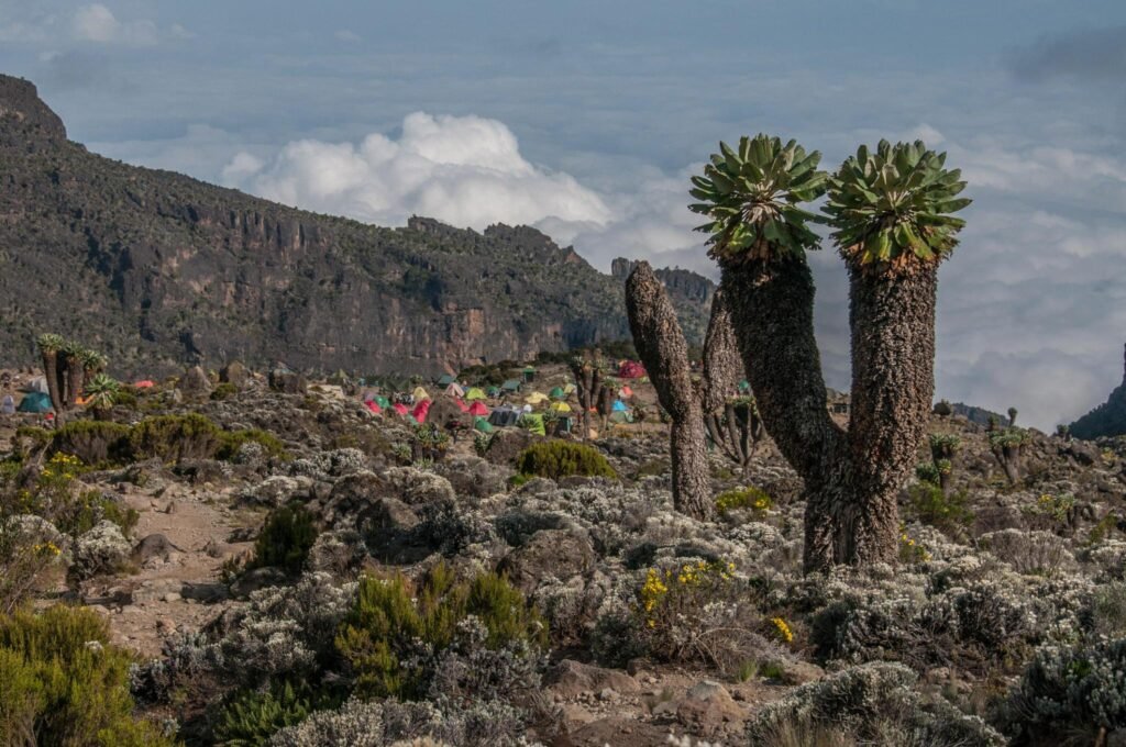 4 Days Kilimanjaro Climbing Marangu Route Tour