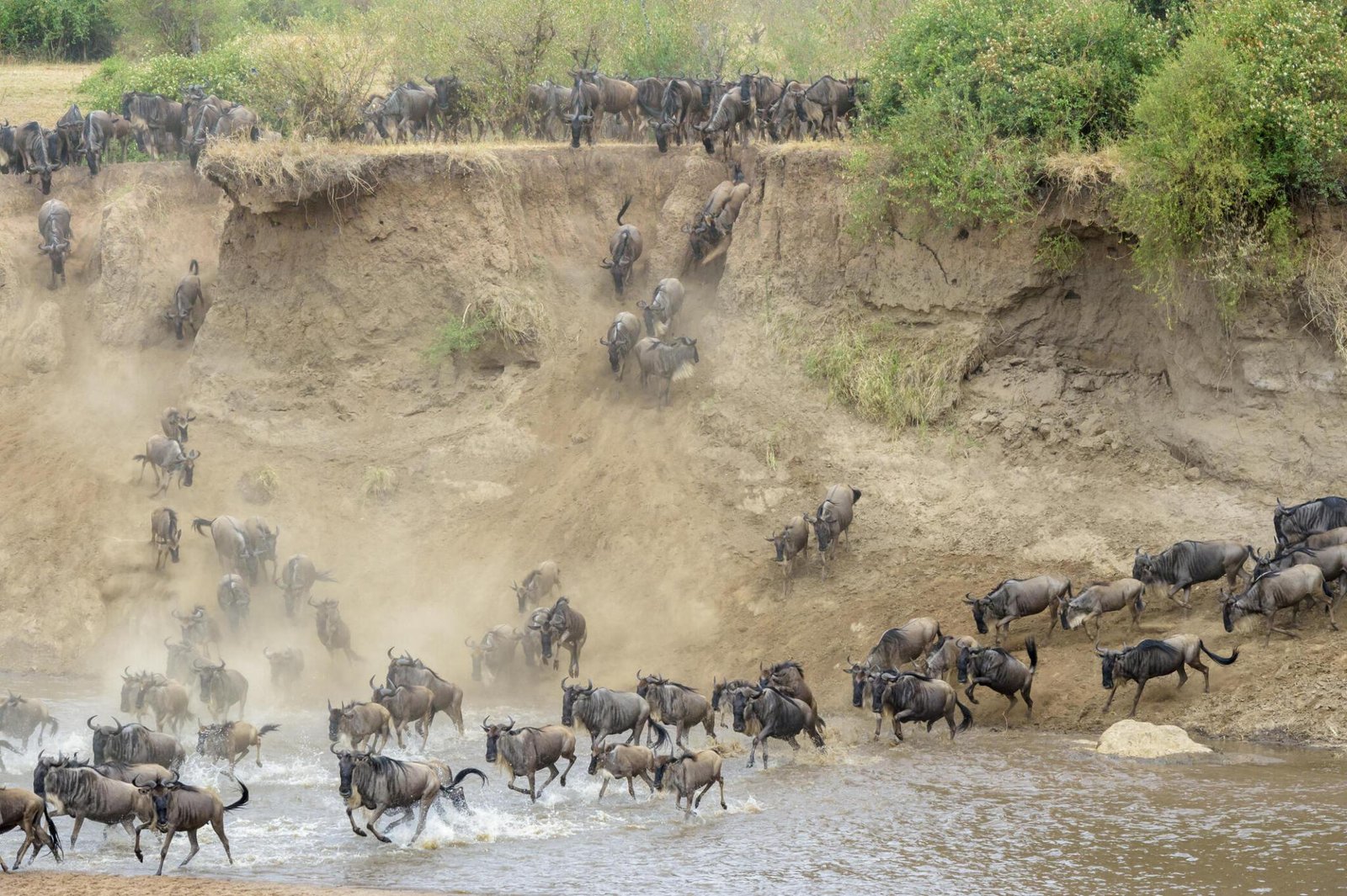 All you need to know about serengeti wildebeest Migration