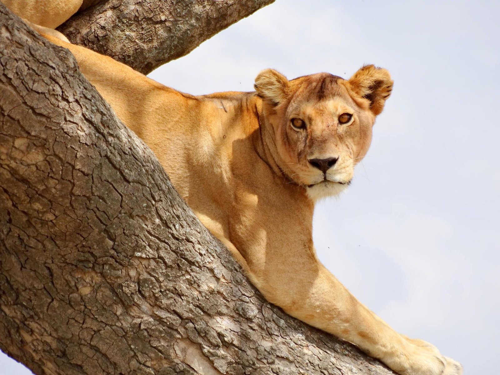 Best Way to Choose a Good Affordable Tanzania Safari Company